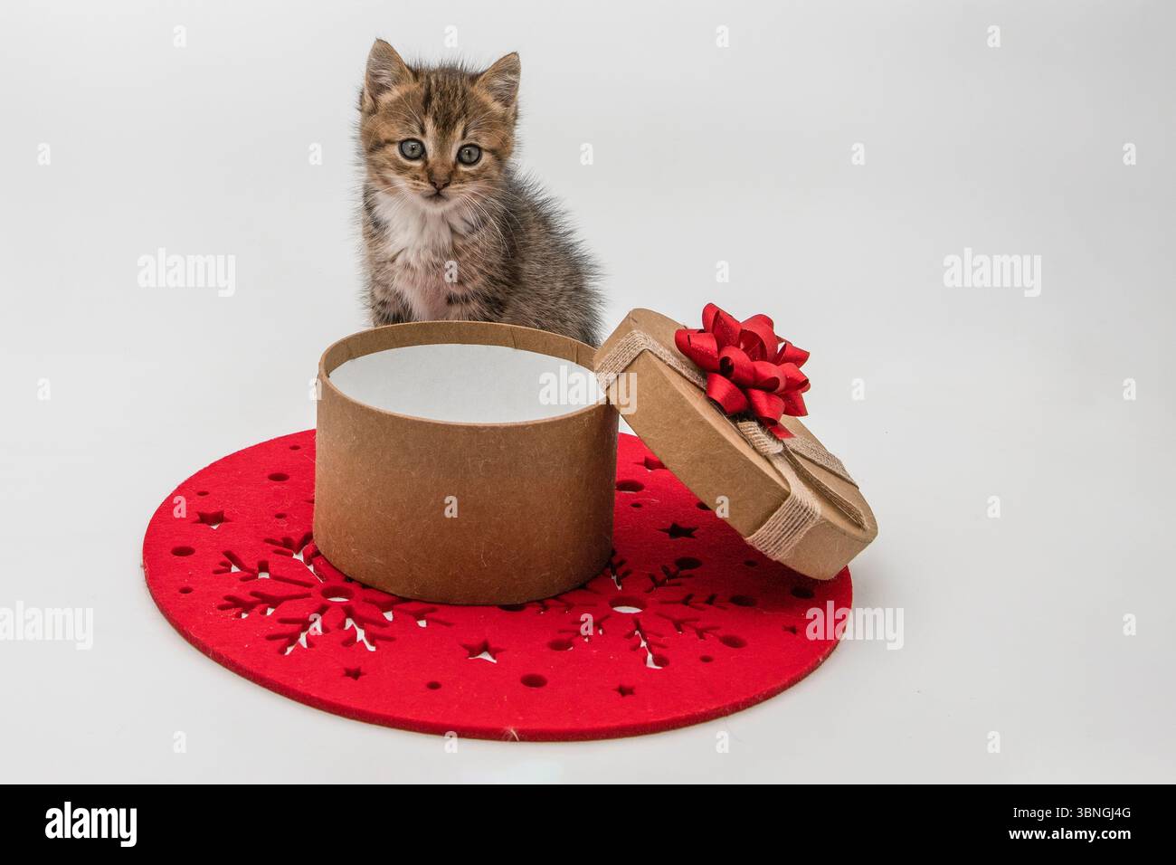 Niedliches Tabby-Kätzchen in einer offenen Geschenkbox mit roter Schleife auf einem roten Tischset, perfekt für Weihnachten und Feiertage. Stockfoto