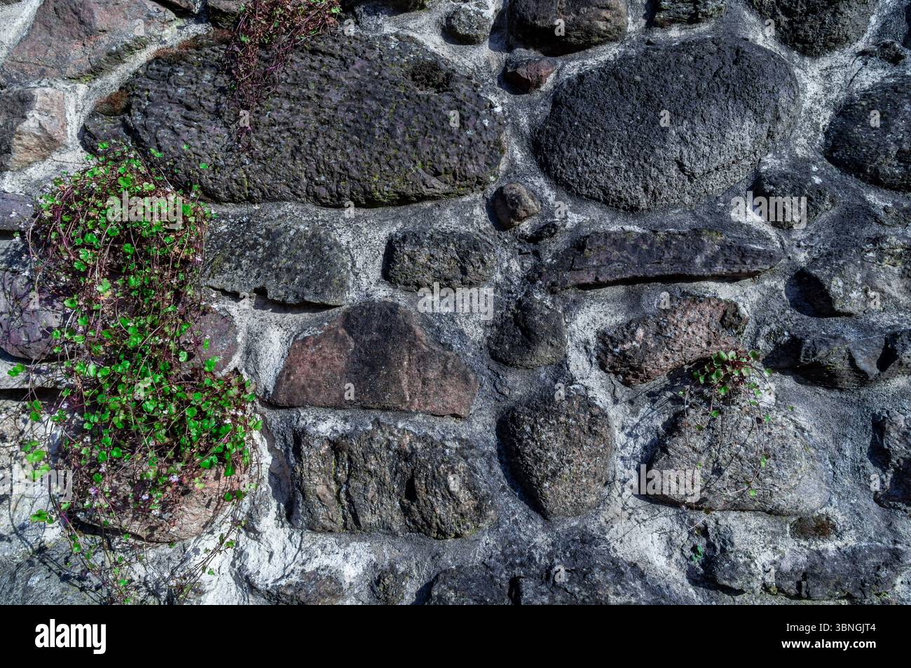 Detailansicht einer alten mittelalterlichen Stadtmauer mit rauen Steinen und kleinen Efeupflanzen, die zwischen den Rissen wachsen. Stockfoto
