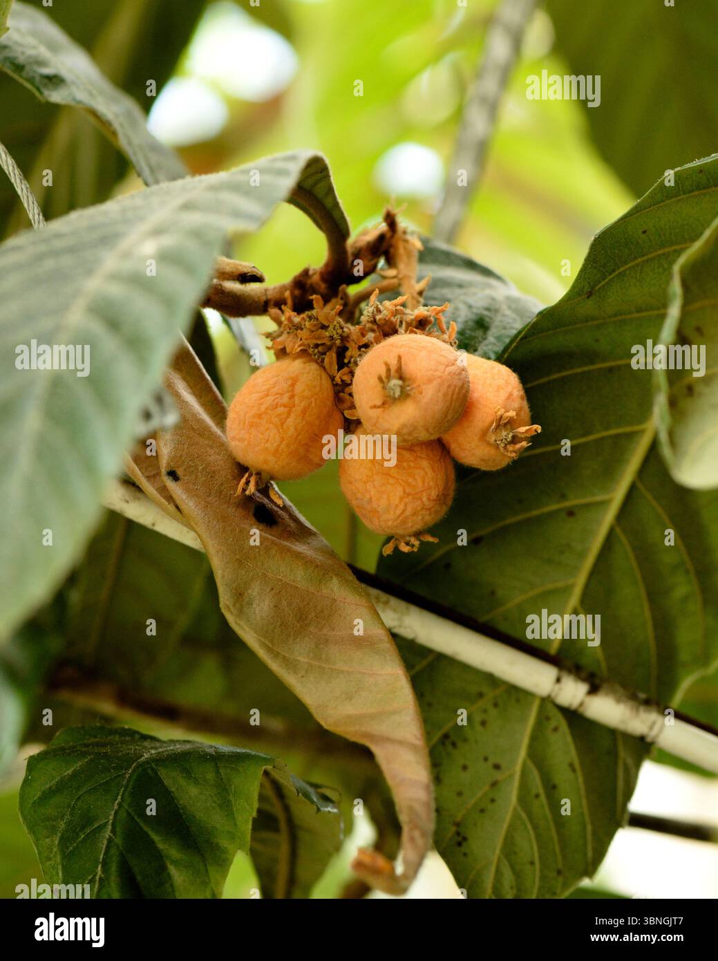 Loquatfrüchte von Eriobotrya japonica Lindl. Wächst auf einem Baum in einem botanischen Garten, mit sichtbarem Laub dieser subtropischen Art Stockfoto