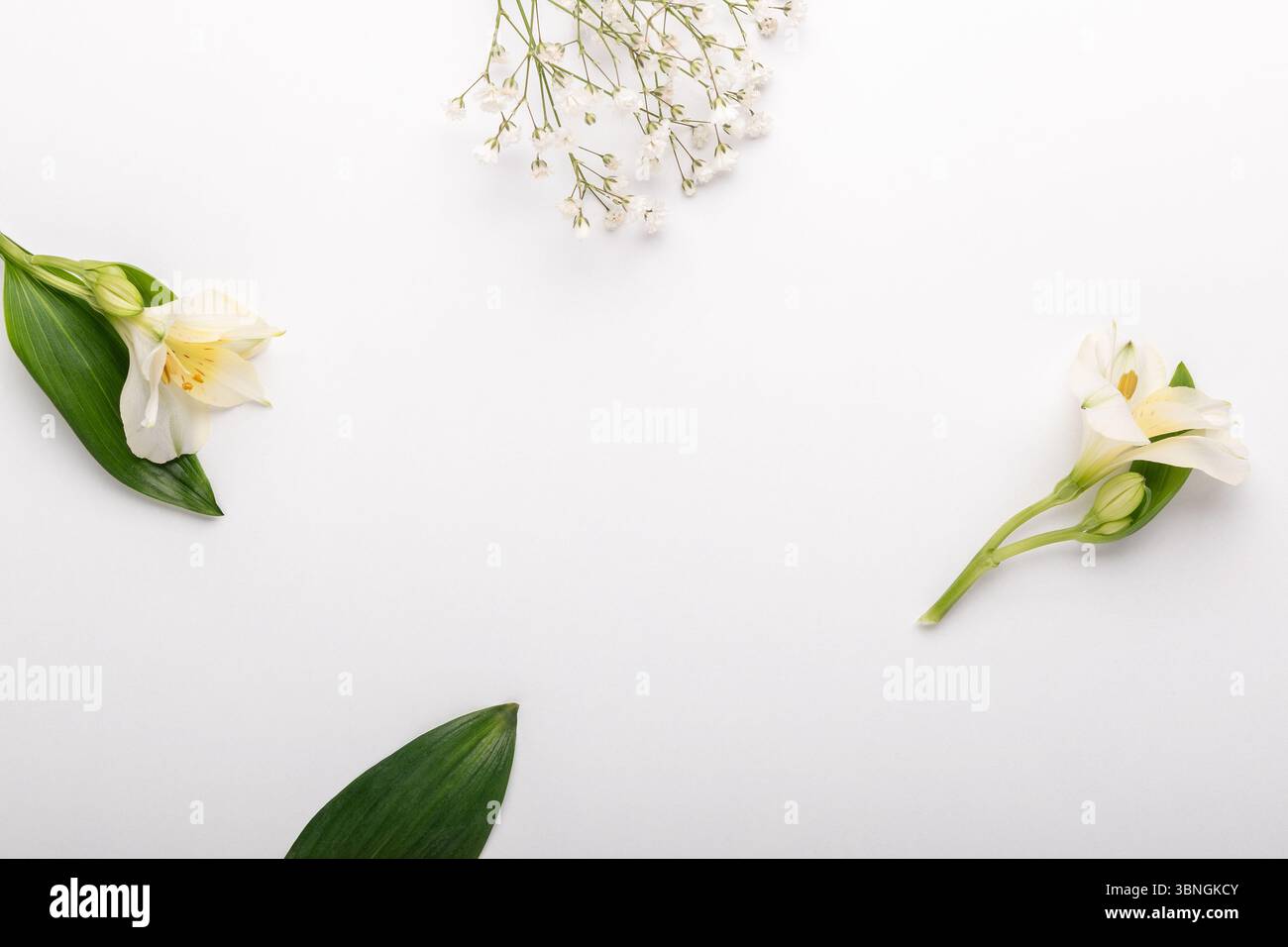 Minimales Konzept mit Blumen auf weißem Hintergrund. Stockfoto