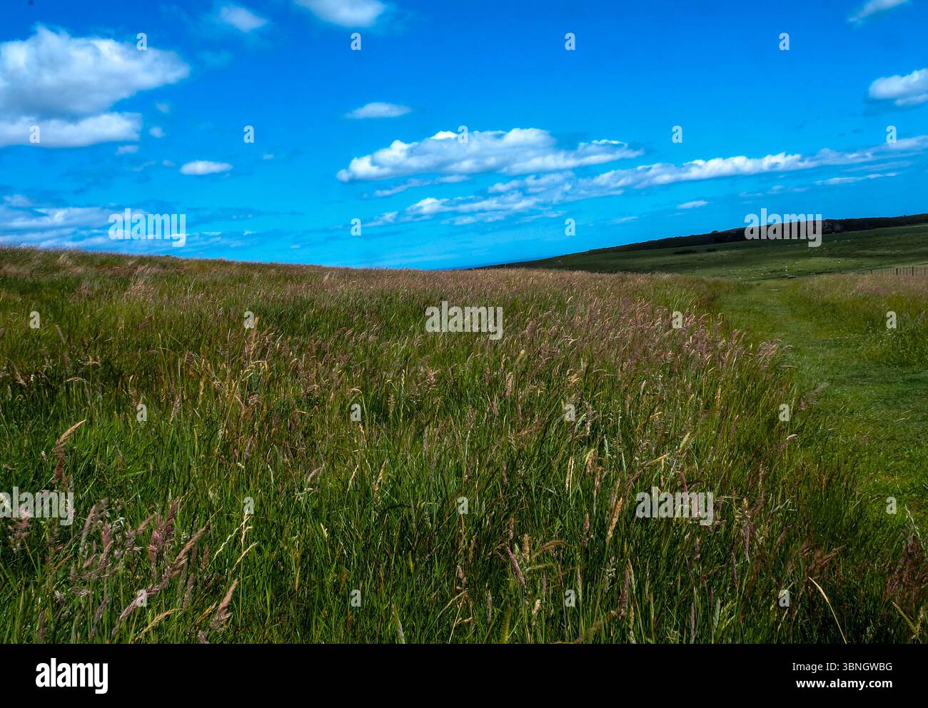 Ein blauer Sommerhimmel-Horizont Ing mit grünem Feld Stockfoto