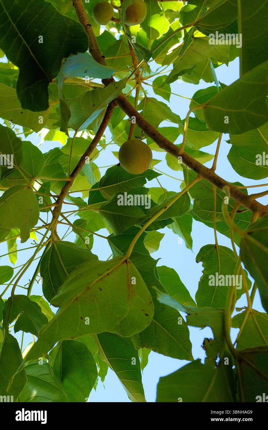 Kukui Kerzennuss (Aleurites moluccanus) Frucht in Kauai, Hawaii; erstmals beschrieben von Carl Linnaeus im Jahr 1753, gefunden in vielen tropischen Regenwäldern. Stockfoto