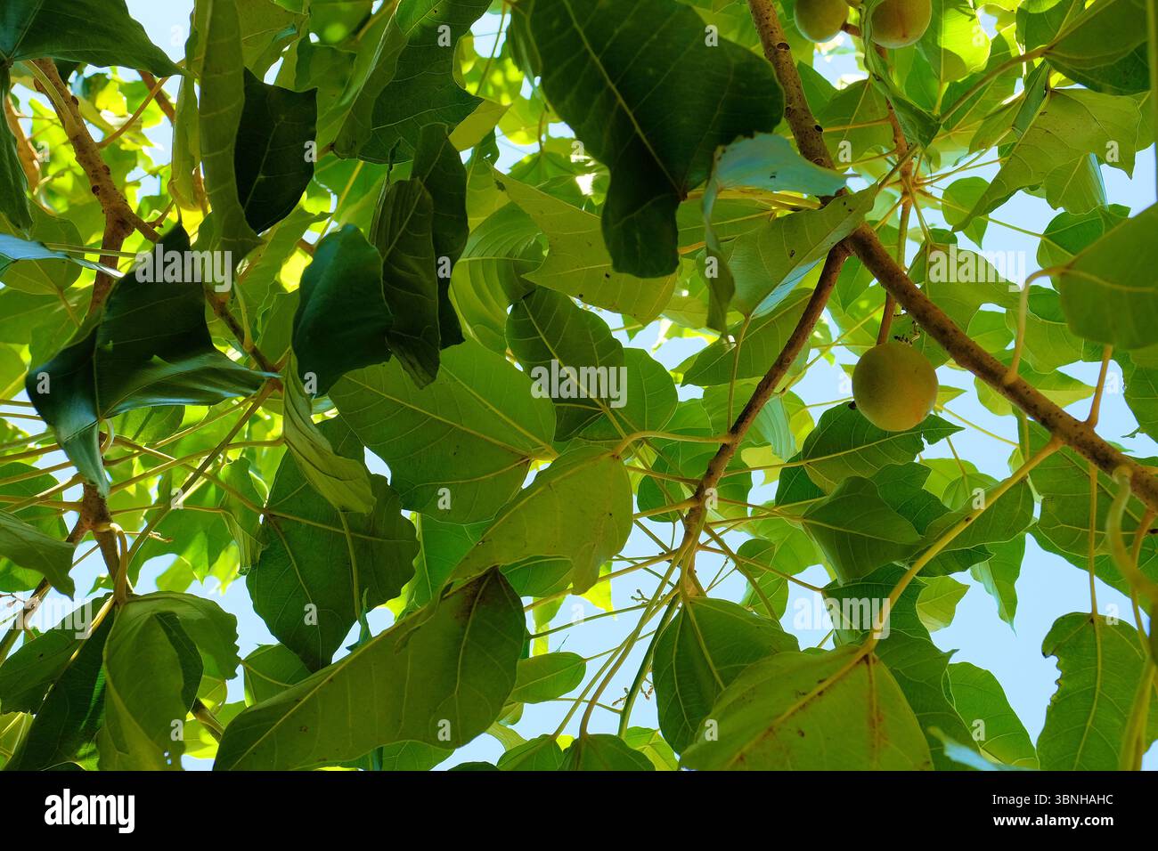 Kukui Kerzennuss (Aleurites moluccanus) Frucht in Kauai, Hawaii; erstmals beschrieben von Carl Linnaeus im Jahr 1753, gefunden in vielen tropischen Regenwäldern. Stockfoto