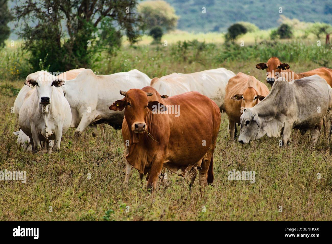Boranrinder, aufgezogen auf einer Forschungsstation von ILRI-CGIAR, Kanya, Afrika Stockfoto