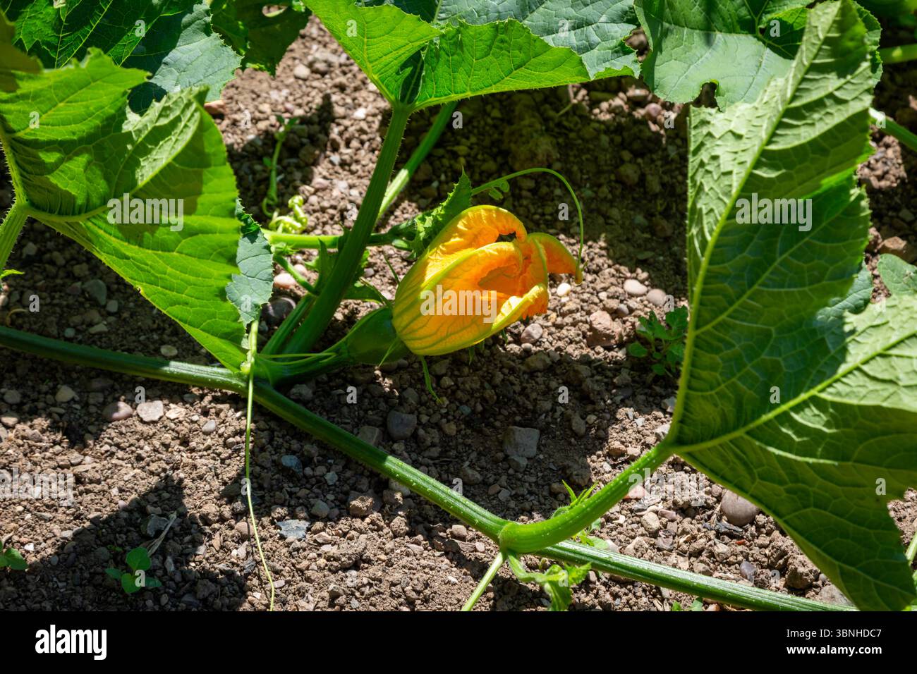 Zucchini- oder Zucchini-Pflanze in Blüte Stockfoto