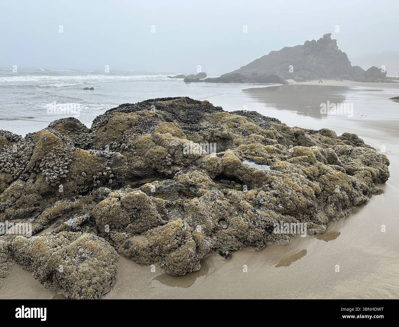 Freiliegende Felsen bei Ebbe im Fogarty Creek State Recreation Area in Depoe Bay, Oregon an einem nebeligen Morgen. Stockfoto