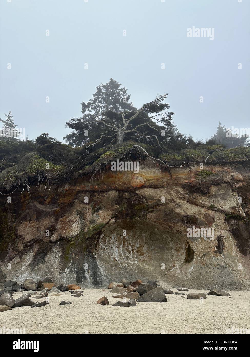 Ein Baum mit freiliegenden Wurzeln am Rand einer erodierenden Klippe an einem Strand in der Nähe von Depoe Bay, Oregon. Stockfoto