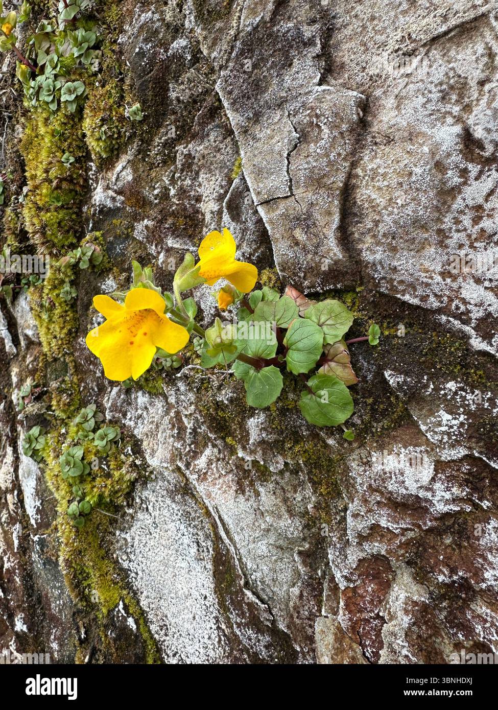 Seep Affenblume - Erythranthe guttata - auf einer nassen Felsmauer an der Küste nahe Depoe Bay, Oregon. Stockfoto