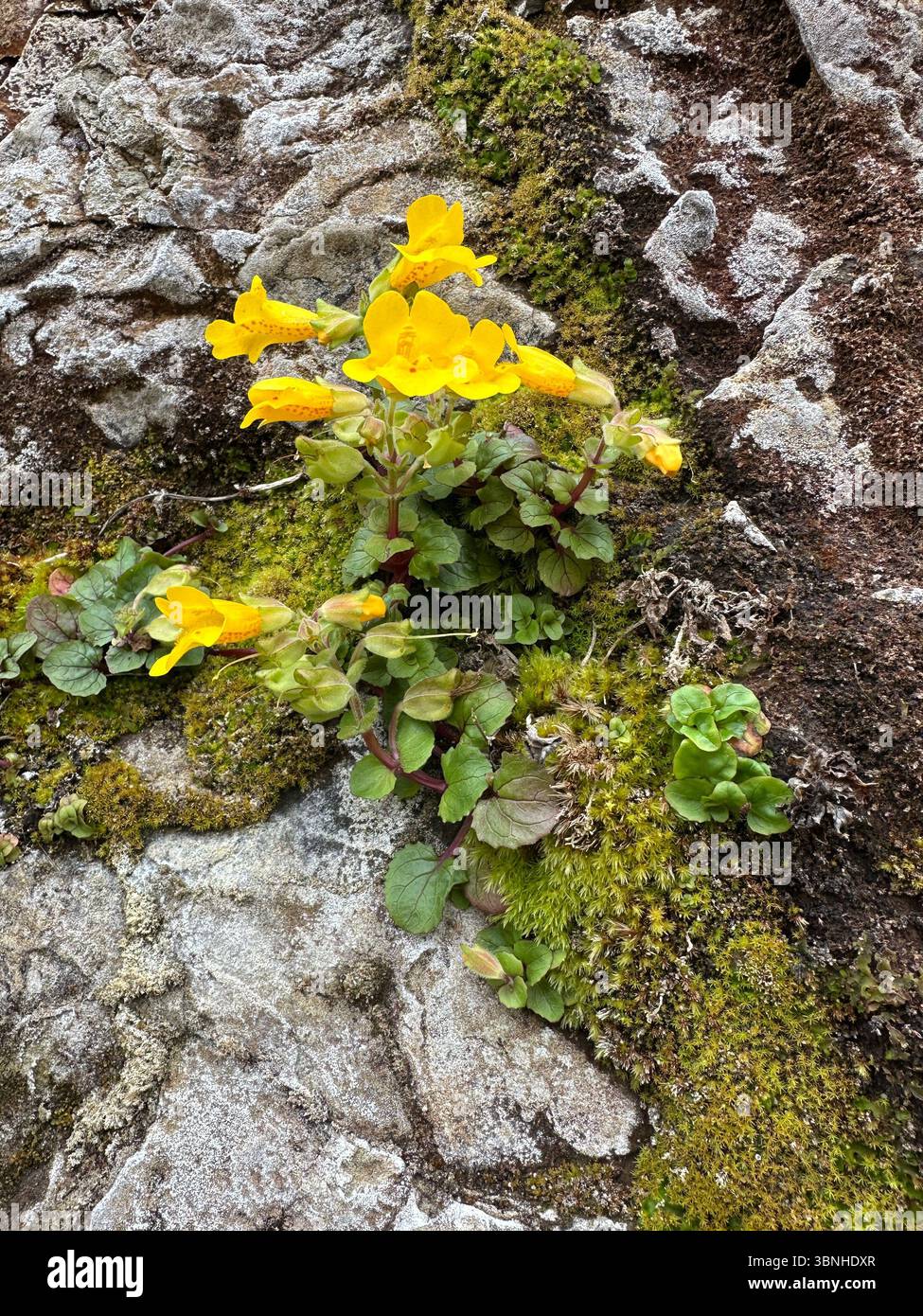 Seep Affenblume - Erythranthe guttata - auf einer nassen Felsmauer an der Küste nahe Depoe Bay, Oregon. Stockfoto