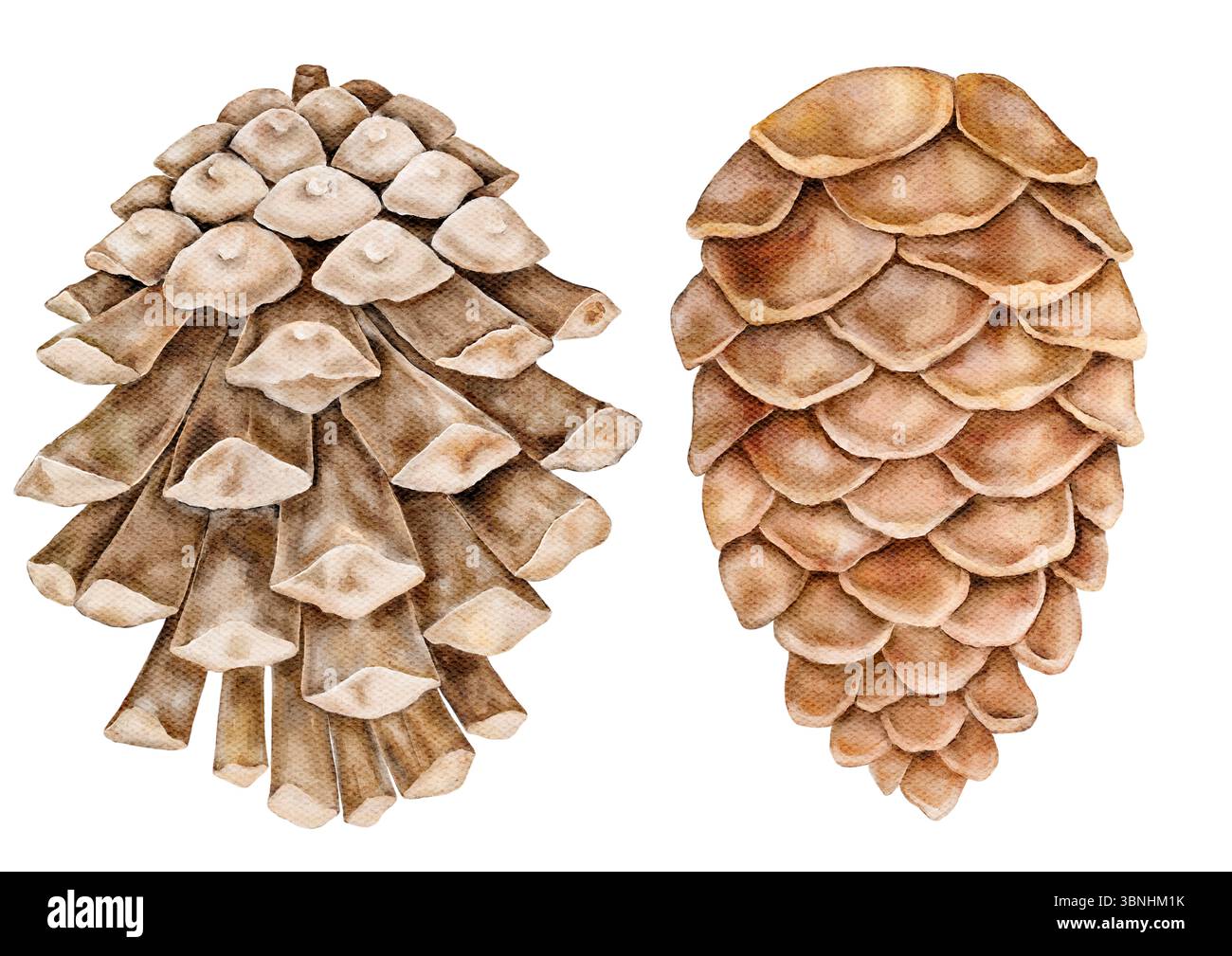 Zwei Tannenzapfen in warmen Naturtönen. Isoliert auf weiß für festliche Kompositionen, Winterkarten oder saisonale Designprojekte Stockfoto
