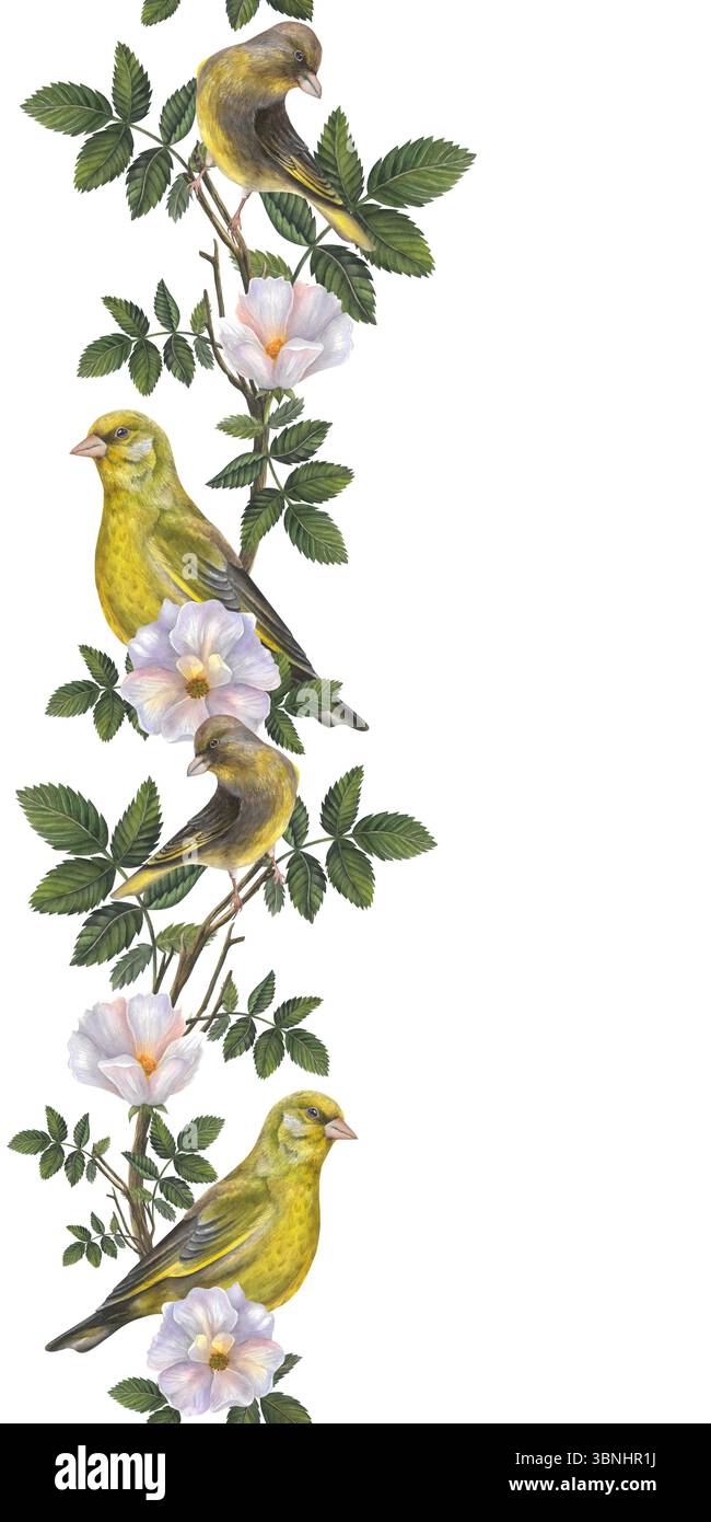 Vertikale Aquarelle nahtlose Grenze von Hagebuttenblüten, Zweigen, Blättern und Grünfinkenvögeln. Abbildung isoliert auf weißem Hintergrund. Nahtlos Stockfoto