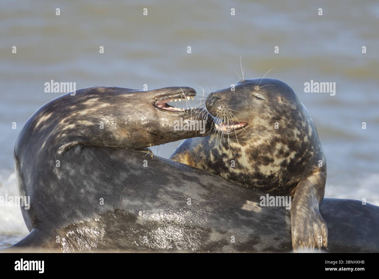 Graurobbe (Halichoerus grypus) zwei ausgewachsene Tierrobben während ihrer Balz lieben sich an einem Strand, England, Großbritannien, Europa Stockfoto