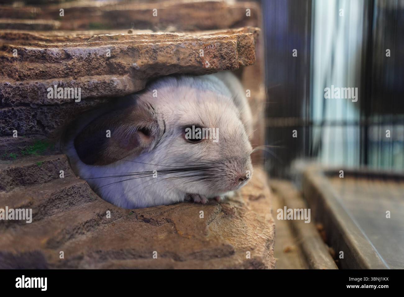 Nahaufnahme von Chinchilla, die aus einem Steinhütten blickt Stockfoto