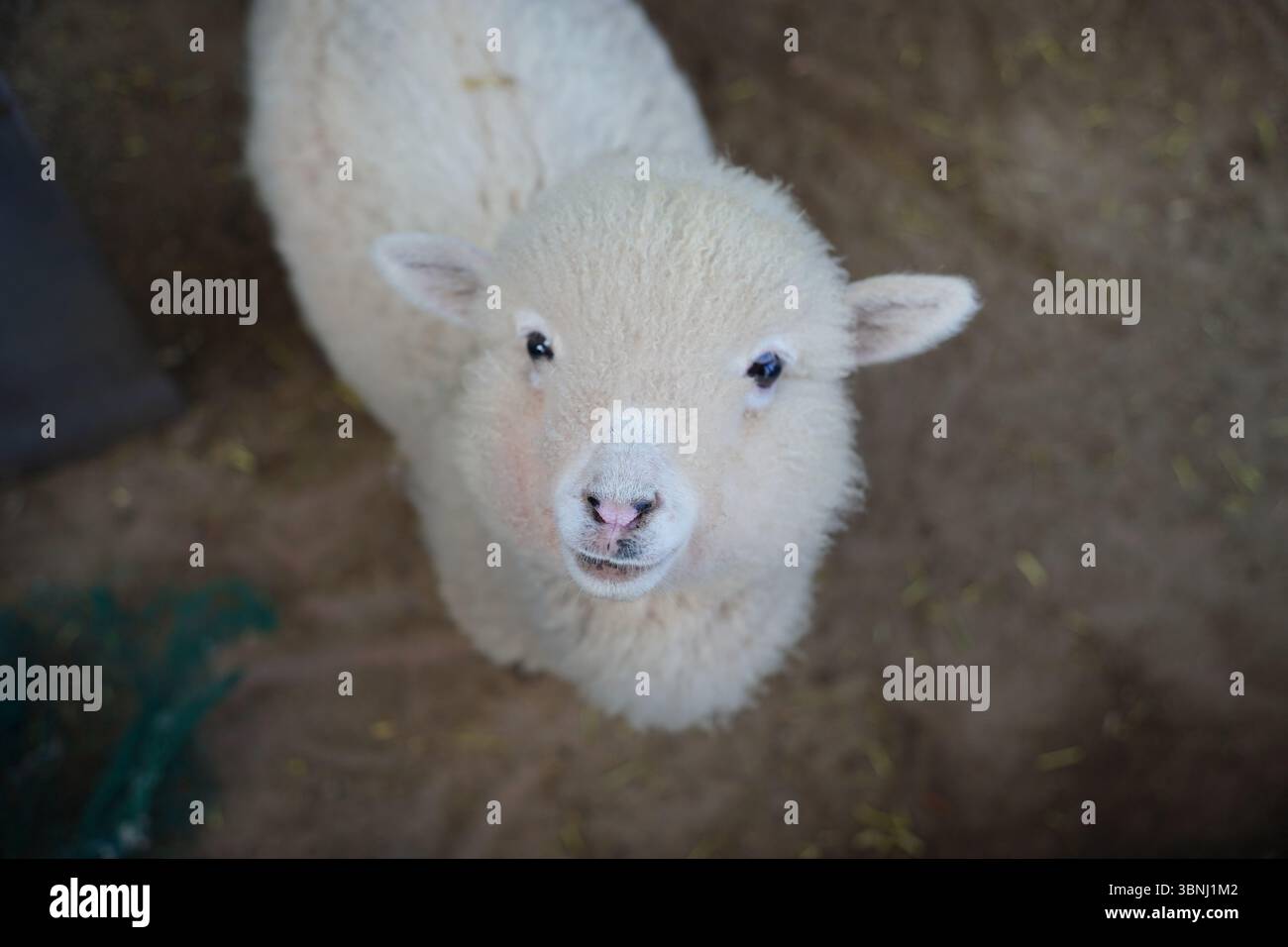 Nahaufnahme von White Baby Alpaca, die auf eine Farm blickt Stockfoto