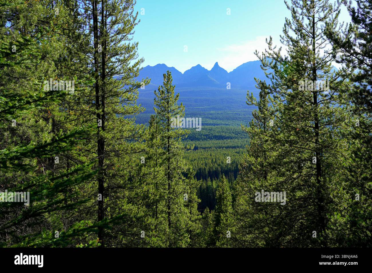 Blick auf das Bow Valley von Castle Junction im Banff National Park, Alberta, Kanada Stockfoto