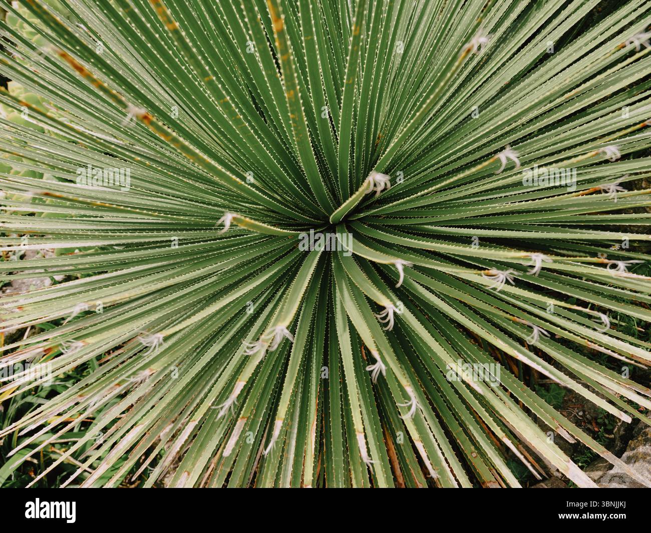Dasylirion serratifolium (Yucca serratifolia) Stockfoto