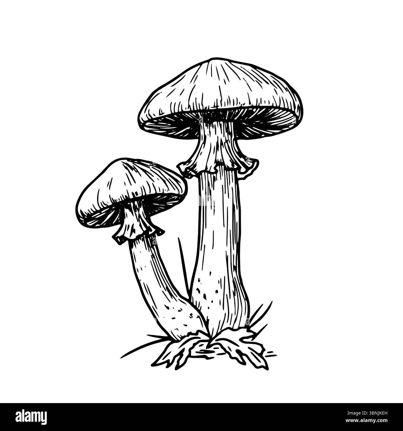 Wilde Pilze im Gras, eine Skizze in schwarz-weißer Tinte. Vektorabbildung. Herbstdekor für einen Pilzgarten, hervorgehoben auf weißem Hintergrund. Stock Vektor