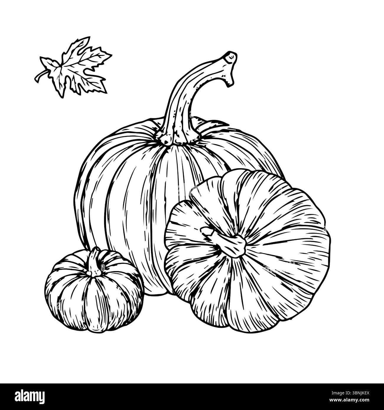 Reife Kürbisse, Gemüse und Blätter, schwarze und weiße Tinte. Vektorabbildung. Herbstdekor, isoliert auf weißem Hintergrund. Das Thema Harv Stock Vektor
