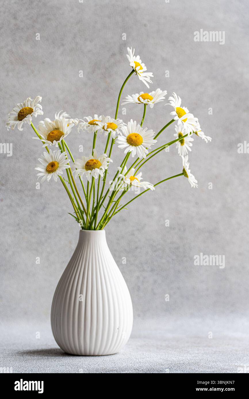 Anmutige weiße Gänseblümchen, die elegant in einer gerippten Keramikvase vor einem weichen grauen Hintergrund präsentiert werden, schaffen eine ruhige und natürliche Ästhetik, die perfekt für Sie ist Stockfoto