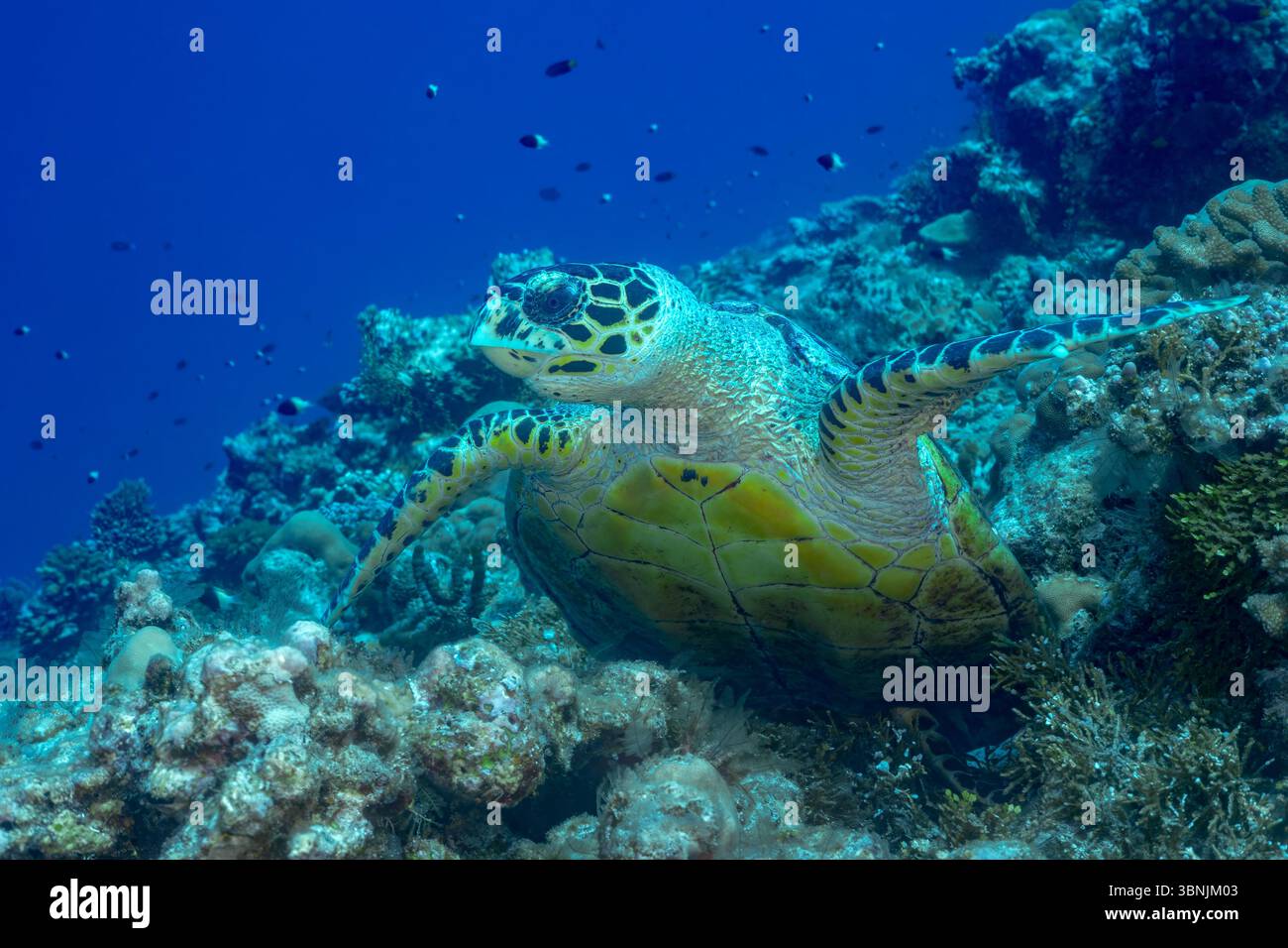Eine grüne Meeresschildkröte schwimmt anmutig über einem lebendigen Korallenriff im kristallklaren Wasser der Malediven, umgeben von einer vielfältigen Unterwasserwelt. Seine Schale Stockfoto