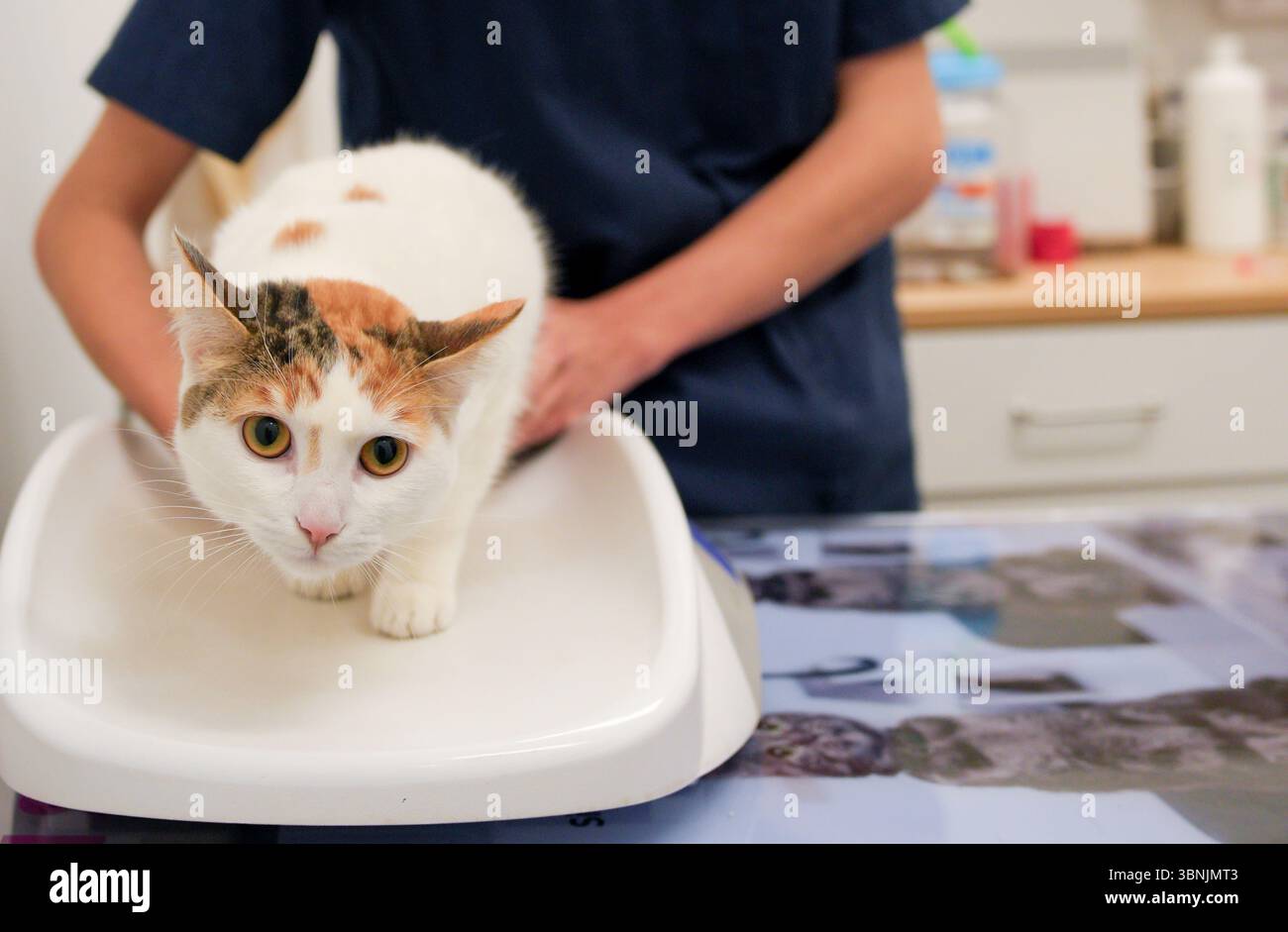 Eine Calico-Katze steht während einer Routineuntersuchung in einer Tierklinik auf einer Haustierwaage. Ein Tierarzt in blauen Peelings stützt die Katze sanft und sorgt dafür, dass ich Stockfoto
