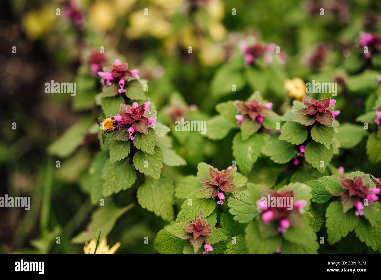 Eine lebendige Hummel bestäubt aktiv rote Brennnesselblüten inmitten von üppig grünem Laub und fängt so eine lebendige Szene der Natur und der Artenvielfalt ein Stockfoto