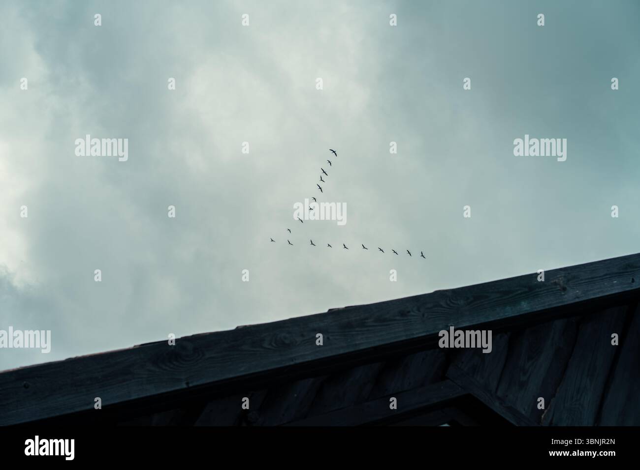 Eine Vogelschar fliegt in einer ausgeprägten V-Formation über einen bewölkten Himmel und schafft eine faszinierende Szene natürlicher Harmonie und Bewegung. Eine Holzkonstruktion i Stockfoto