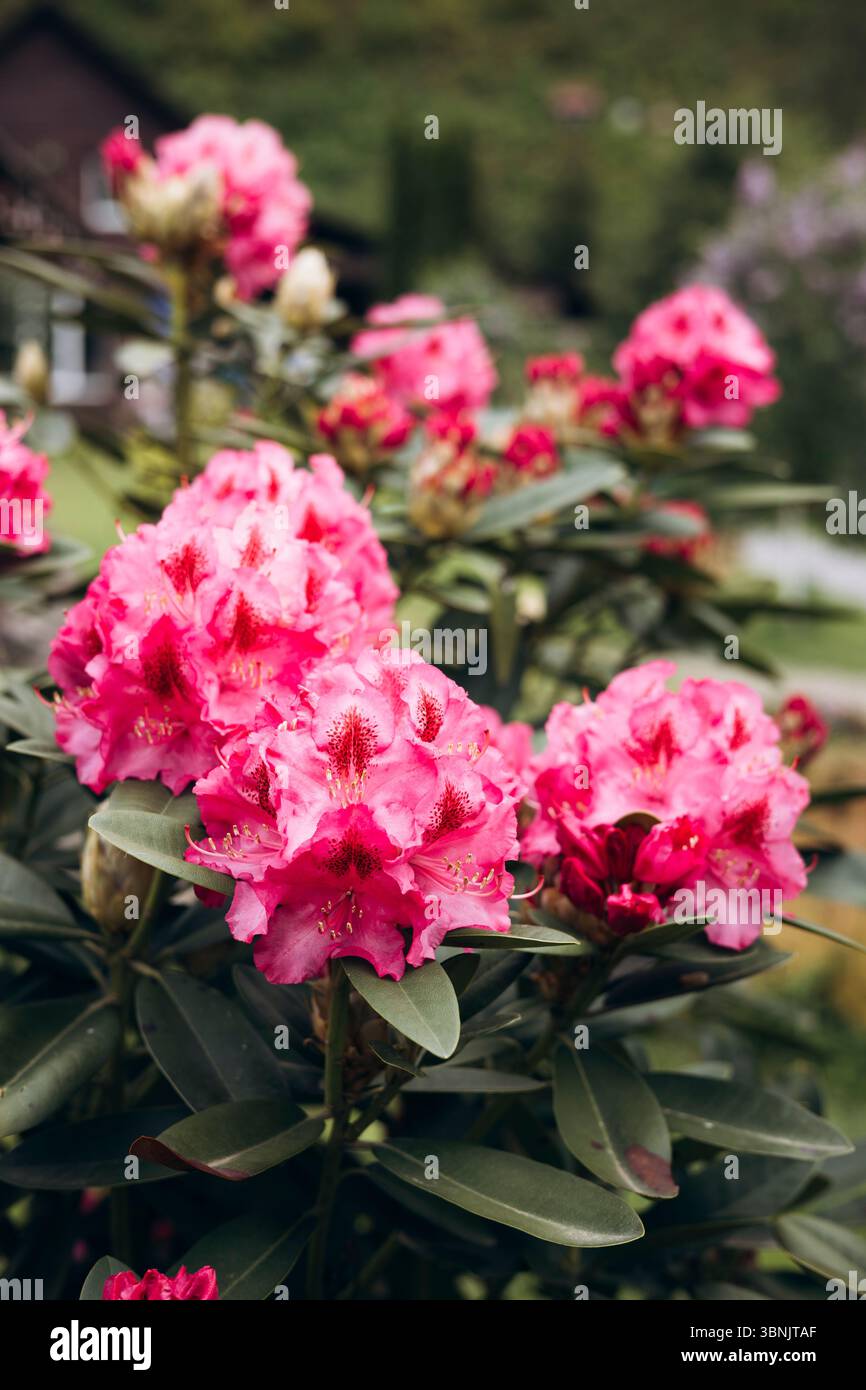 Rhododendron garden bed -Fotos und -Bildmaterial in hoher Auflsung  Alamy
