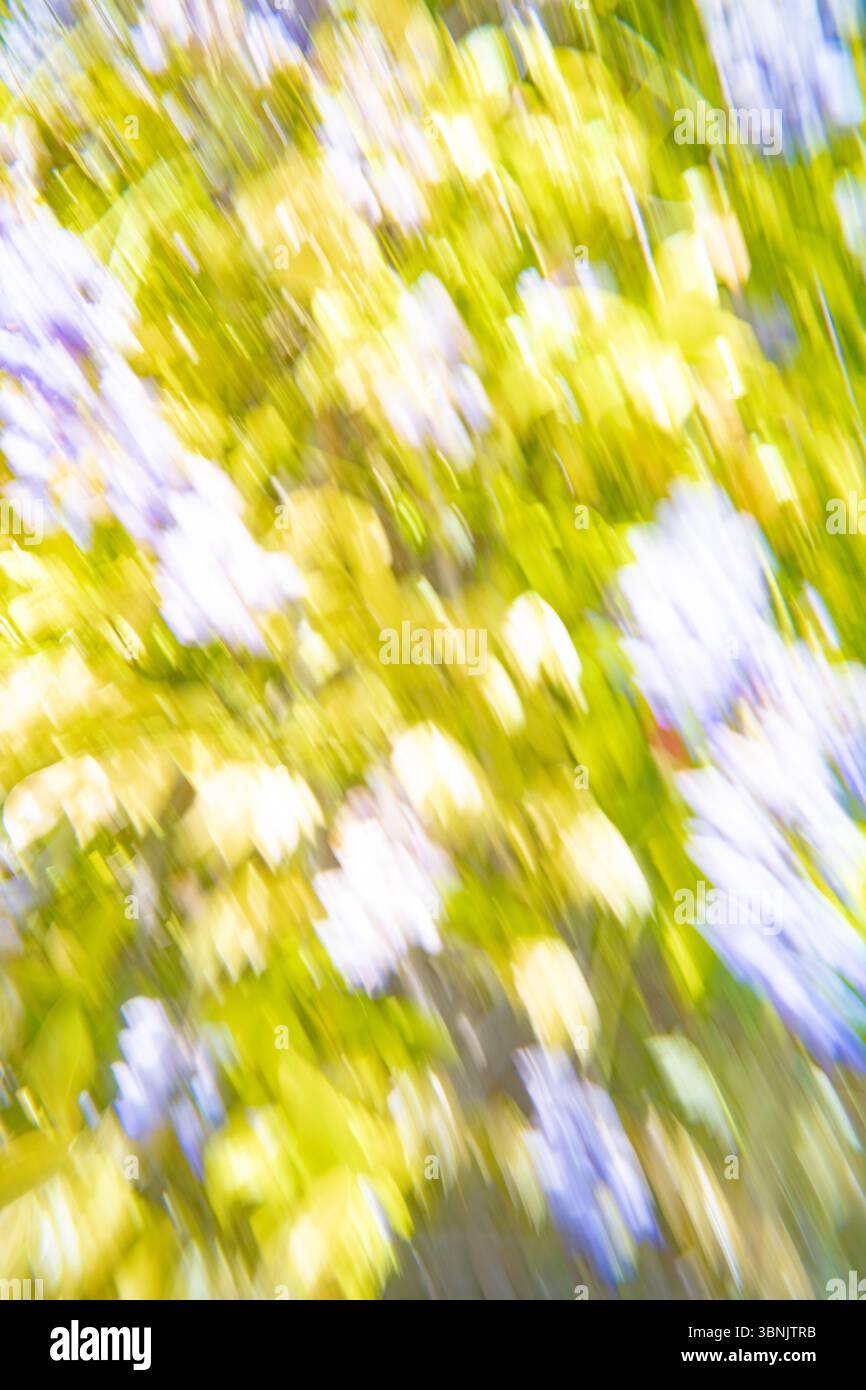 Abstraktes Bild mit dynamischer Unschärfe aus Gelb- und Violetttönen, die durch die Chromadynamik einen lebendigen und energetischen visuellen Effekt erzeugen. Perfekt für Stockfoto