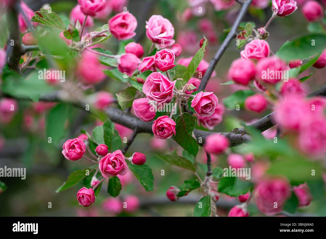 Leuchtende rosa Apfelblüten in voller Blüte, die sich vor üppig grünen Blättern befinden, sorgen für eine atemberaubende Frühlingsschönheit. Ideal für Gartenthemen Stockfoto