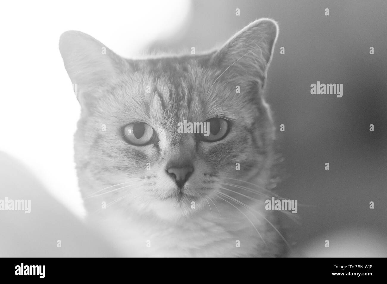 Nahaufnahme eines Porträts einer Tabbykatze mit fesselnden Augen, aufgenommen in einem gemütlichen australischen Zuhause. Der Soft-Focus-Effekt hebt die sanfte Note der Katze hervor Stockfoto