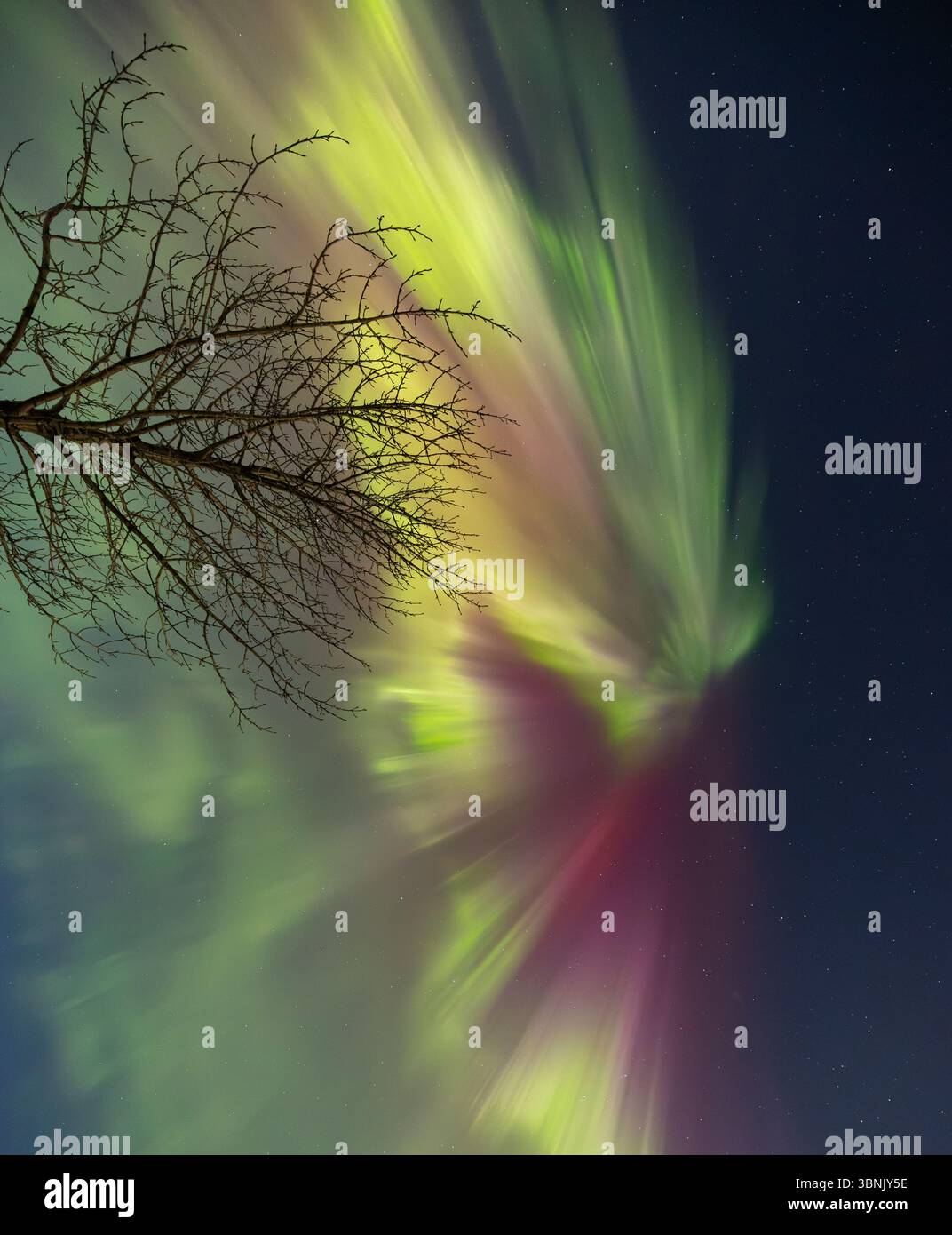 Von unten wirbelt ein atemberaubendes Schauspiel bunter Auroras über einem harten, blattlosen Baum, der vor einem nächtlichen Sternenhimmel in Island gefangen wird, Highlightin Stockfoto