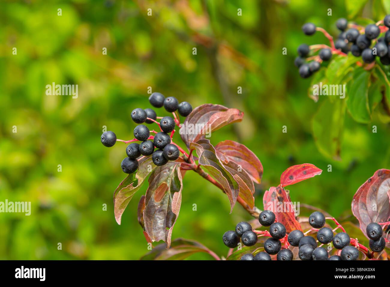 Cornus sanguinea ist eine mehrjährige Pflanze der Sodfamilie. Ein hoher Strauch mit kleinen Blumen und schwarzen, ungenießbaren Beeren. Der Turf-Brunnen wird als Schmuck angebaut Stockfoto