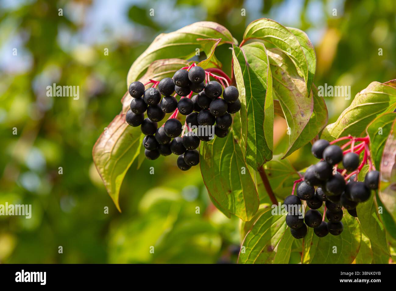 Cornus sanguinea ist eine mehrjährige Pflanze der Sodfamilie. Ein hoher Strauch mit kleinen Blumen und schwarzen, ungenießbaren Beeren. Der Turf-Brunnen wird als Schmuck angebaut Stockfoto