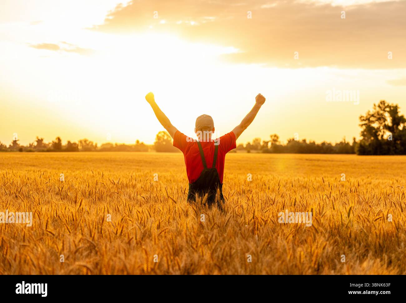 Rückansicht eines männlichen Landwirts mit angehobenen Armen im Getreidefeld bei Sonnenuntergang Stockfoto