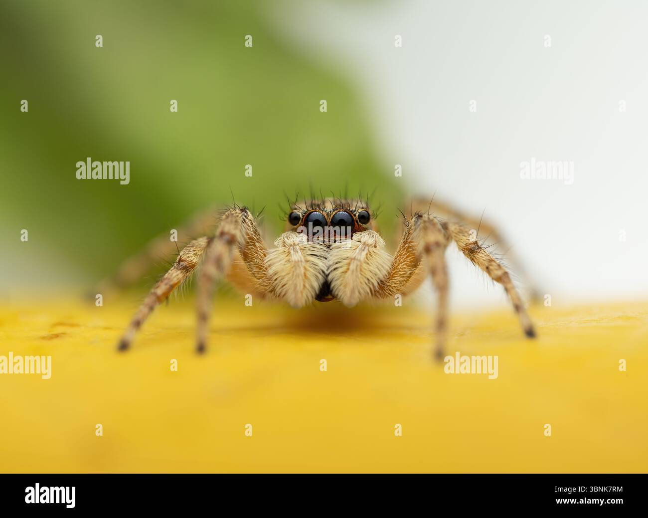 Spinnenmakro-Nahaufnahme auf einem gelben Blatt als Naturhintergrund Stockfoto