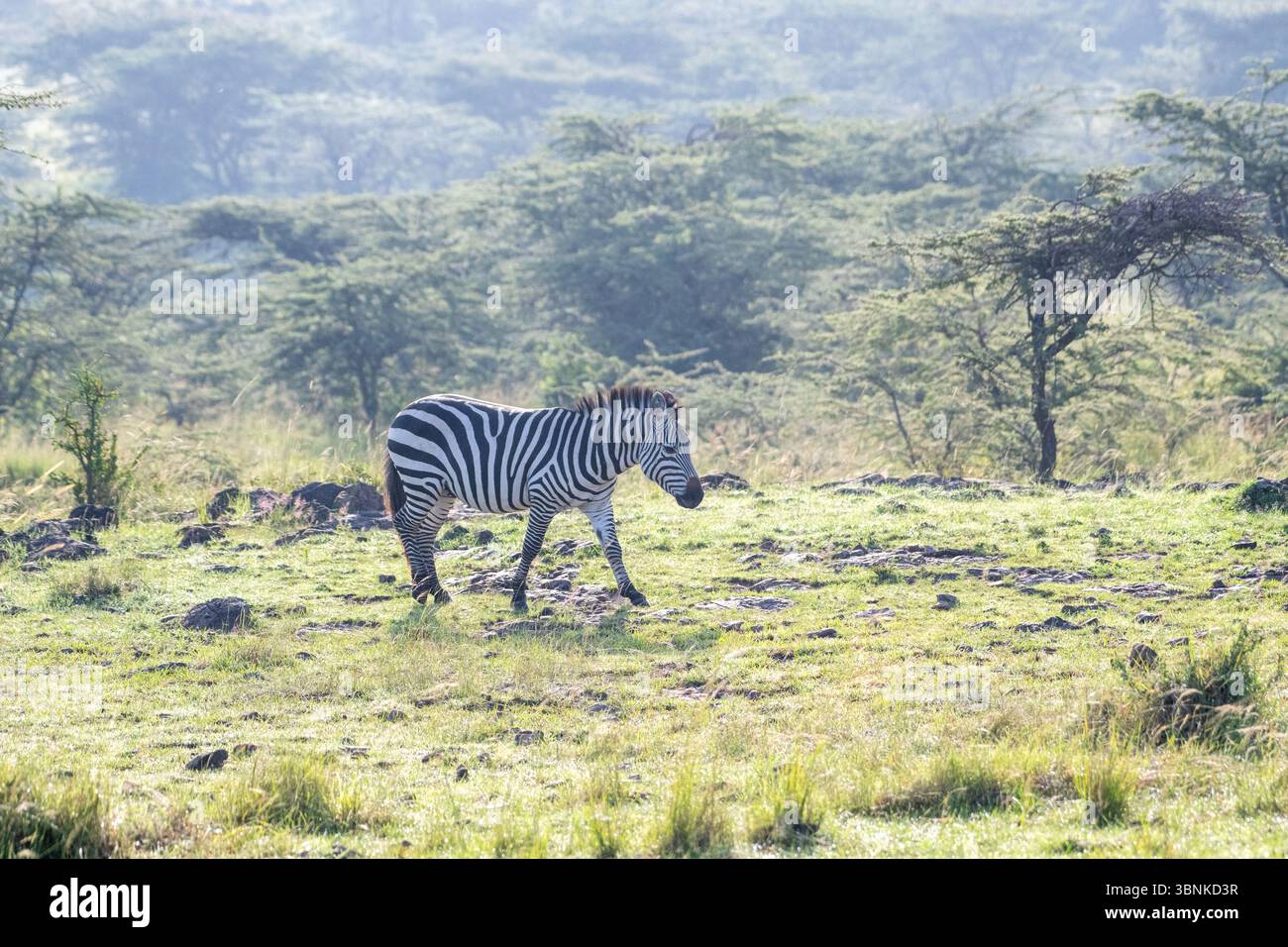 Eine einsame Ebene oder gewöhnliches Zebra (Equus quagga) durchquert die offene Savanne am Rande eines bewaldeten Baches Stockfoto