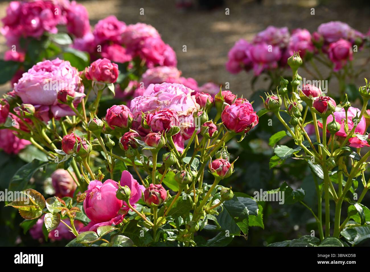 Magentarosa Sommerblumen von Rose, Rosa Mottisfont UK Garten Juni Stockfoto