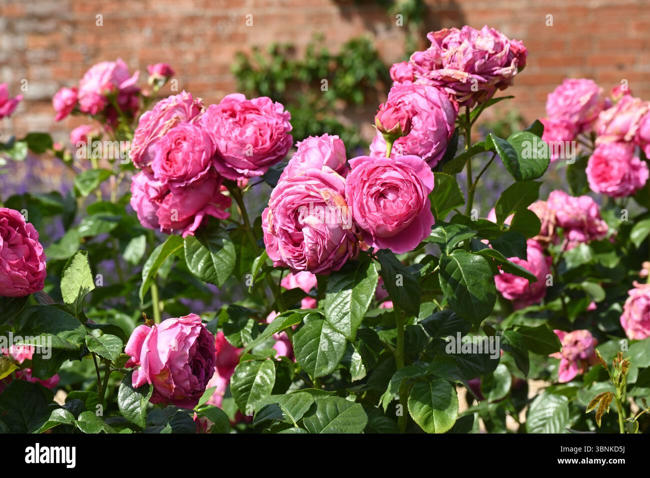 Magentarosa Sommerblumen von Rose, Rosa Mottisfont UK Garten Juni Stockfoto