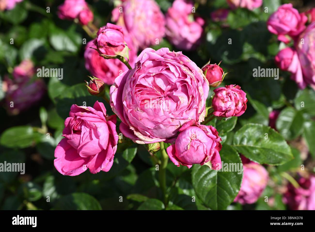Magentarosa Sommerblumen von Rose, Rosa Mottisfont UK Garten Juni Stockfoto