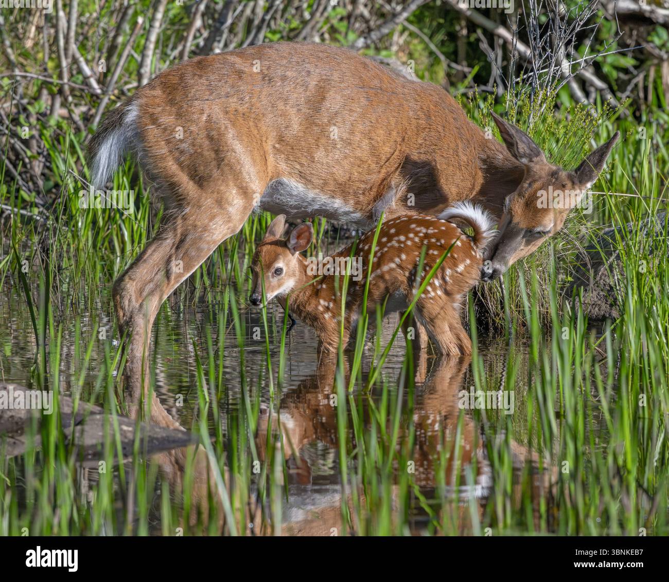 Eine Mutter des Weißwedelhirsches (Odocoileus virginianus), die ihr Kitz des Jahres stillt. Frühsommer im Acadia-Nationalpark, Maine, USA. Stockfoto