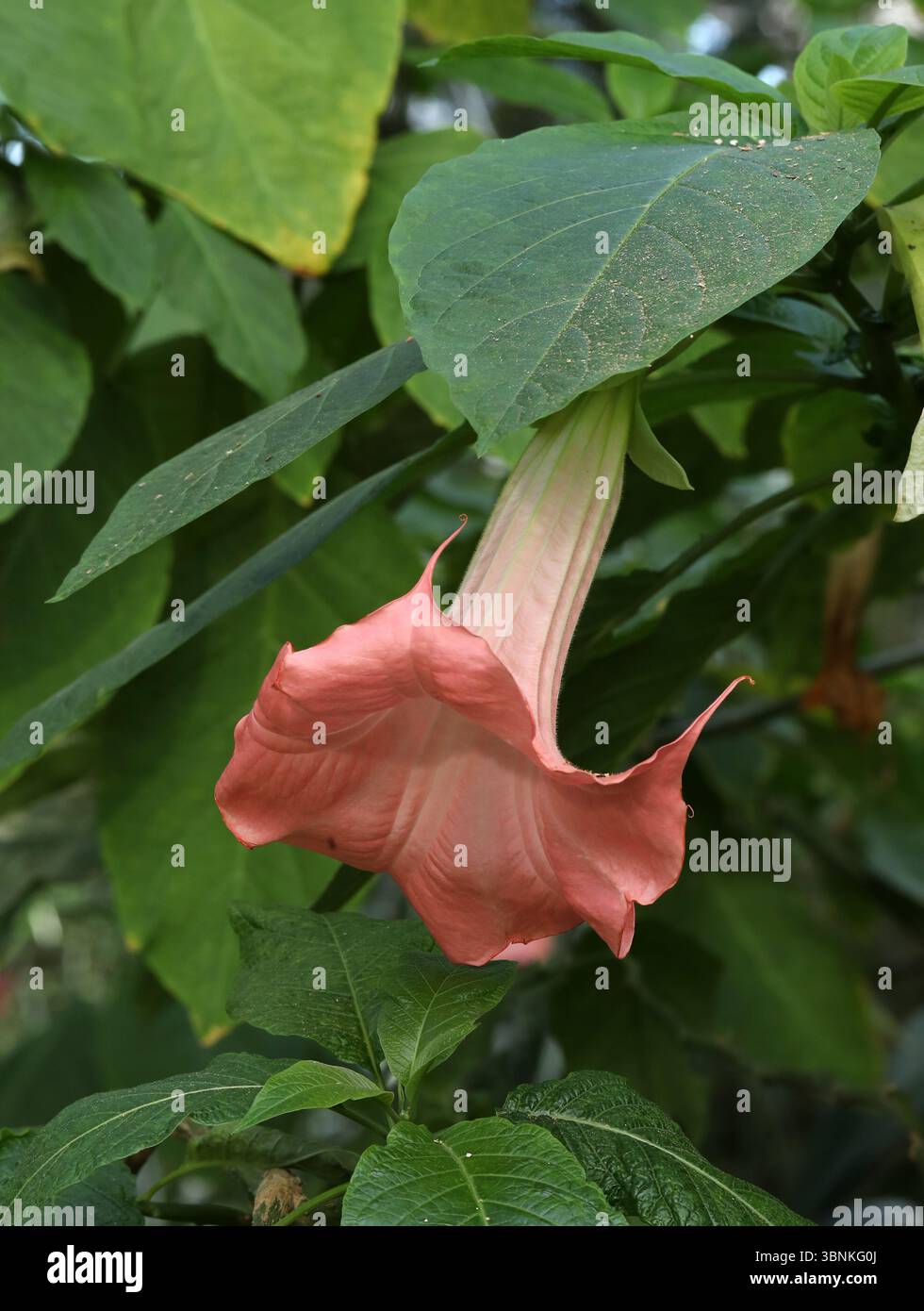 Engelstrompete, Brugmansia 'erster Tag', Solanaceae. Anden, Südamerika. Stockfoto