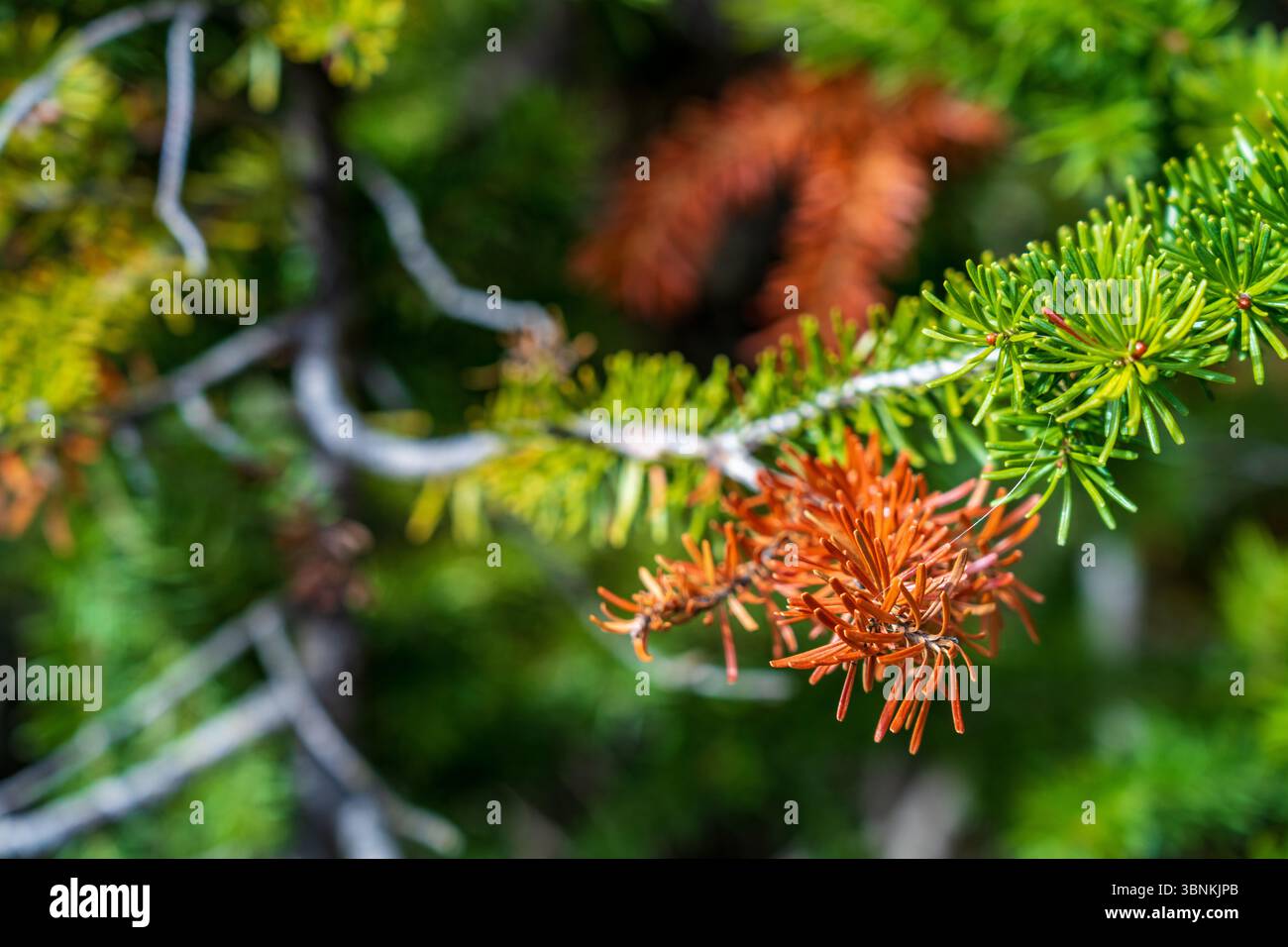 Lebhafte Orangenfichtenwurmschäden an subalpinen Tannennadeln, ein Anzeichen für Insektenbefall in Kanadischen Rocky Mountains. Banff National Park, Alberta, Kanada. Stockfoto