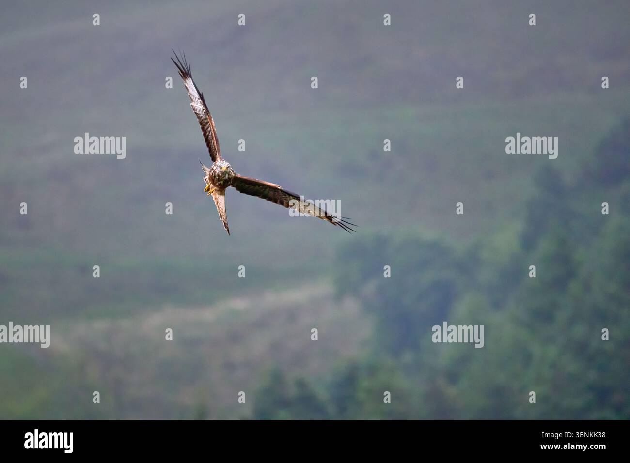 Ein roter Drache, der mit Flügeln und Schwanz in einer Kurve gegen einen grünen Hügel geneigt ist Stockfoto