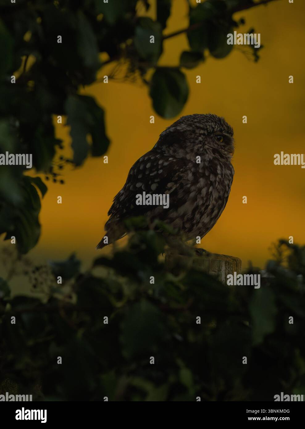 Eine wilde kleine Eule (Athene noctua), die bei Sonnenuntergang auf einem Holzpfosten thront, Suffolk Stockfoto