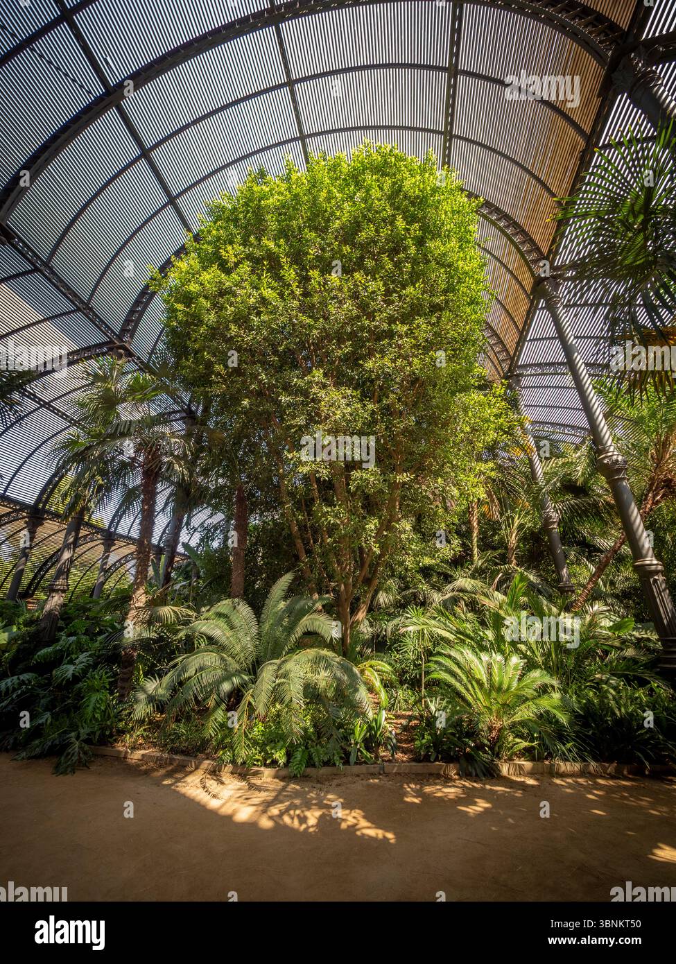 Das Sonnenlicht zieht durch das Lattendach des Umbracle und beleuchtet einen großen Baum und eine Vielzahl schattenliebender Pflanzen wie Palmen und Farne im Inneren Stockfoto