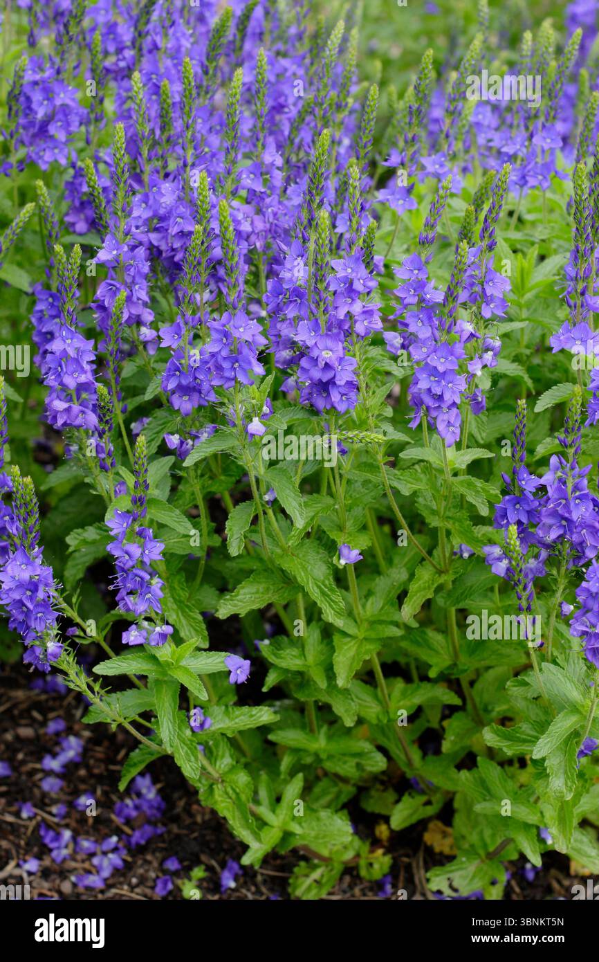Veronica-Krater Lake Blue. Intensive reinblaue Blüten der Veronica austriaca subsp. teucrium 'Crater Lake Blue. Ich sah den belebten speedwell-Krater Lake Blue. Stockfoto
