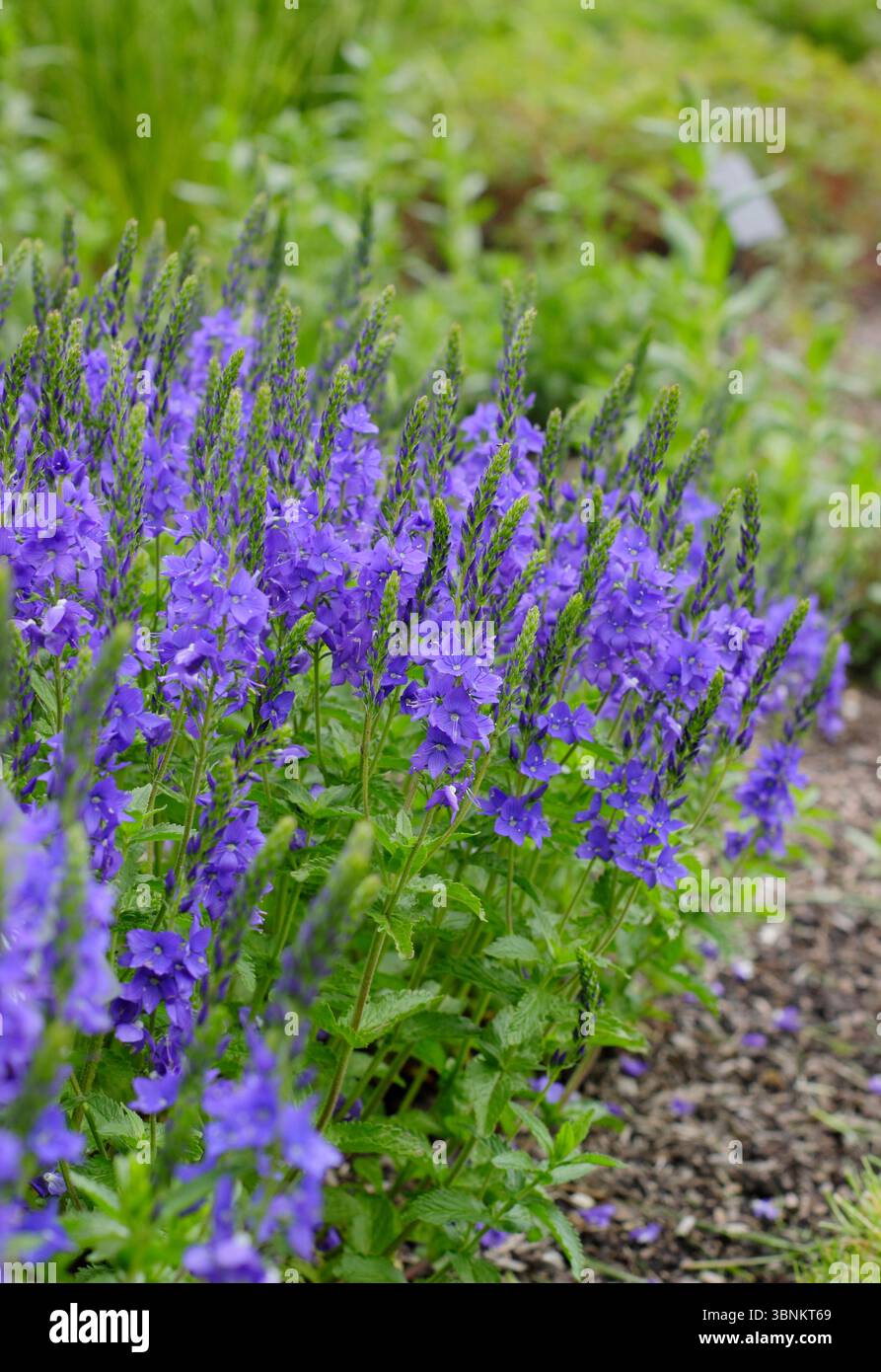 Veronica-Krater Lake Blue. Intensive reinblaue Blüten der Veronica austriaca subsp. teucrium 'Crater Lake Blue. Ich sah den belebten speedwell-Krater Lake Blue. Stockfoto