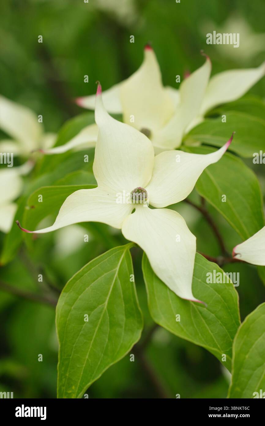 Dogwood. Cornus. Cornus kousa Milchstraßenbaum mit charakteristischen großen cremefarbenen Blütenblättern im Frühjahr. UK Stockfoto