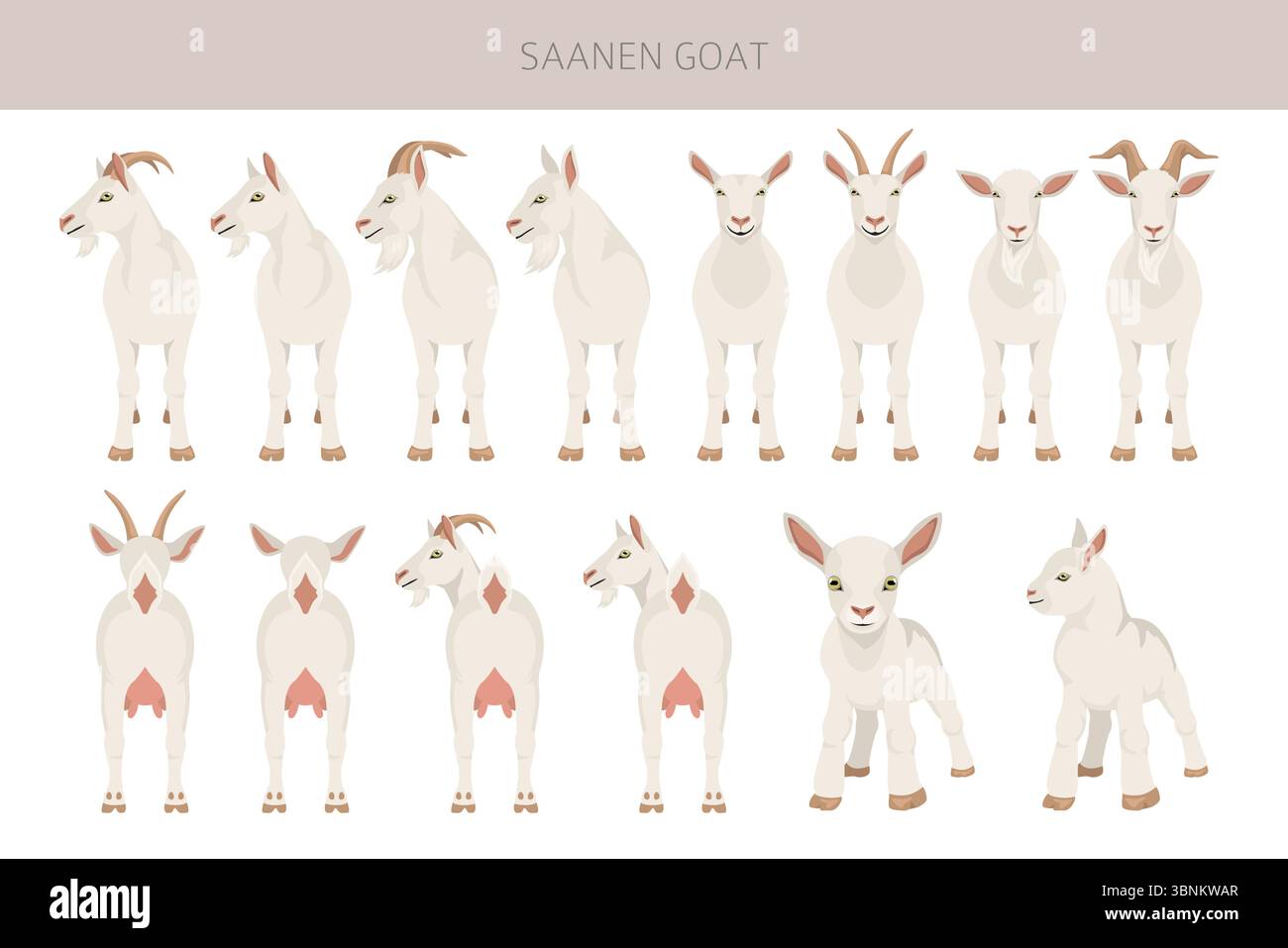 Saanen-Ziege. Infografik für Ziegenrassen. Flache Darstellung der Tierhaltung. Vektorabbildung Stock Vektor